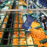 الكشف عن “أسد” التميمة الرسمية لكأس أمم إفريقيا توتال إنيرجيز المغرب 2025