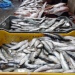 الجزائر تواجه الكونغو الديمقراطية في ثمن النهائي بأفضلية الأرقام والتاريخ